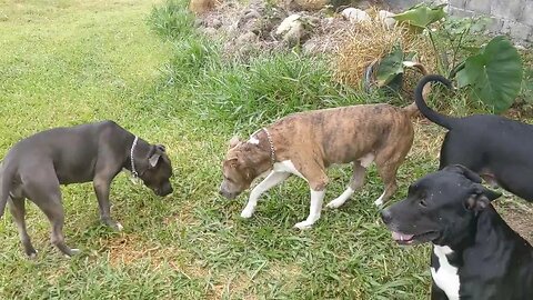 A few moments hanging with the Pack on gloomy days ahead