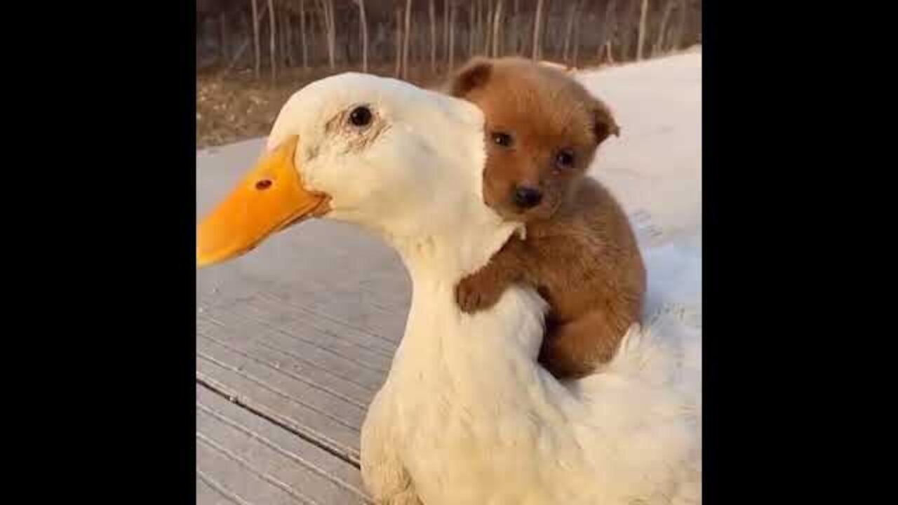 Puppy Loving moment with its Buddy Duck