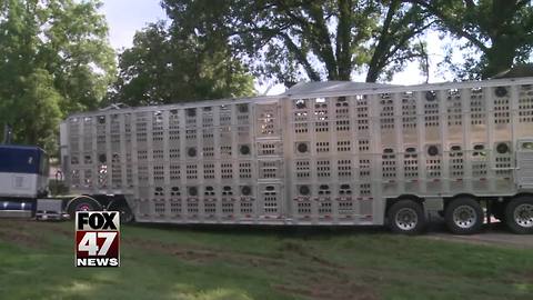 2 hurt, several pigs killed in crash involving semi