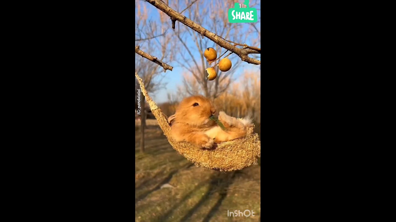 cute video 🐇