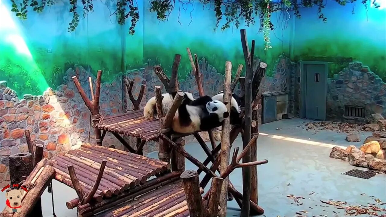 Cute panda video collection，Filmed in Chinese panda