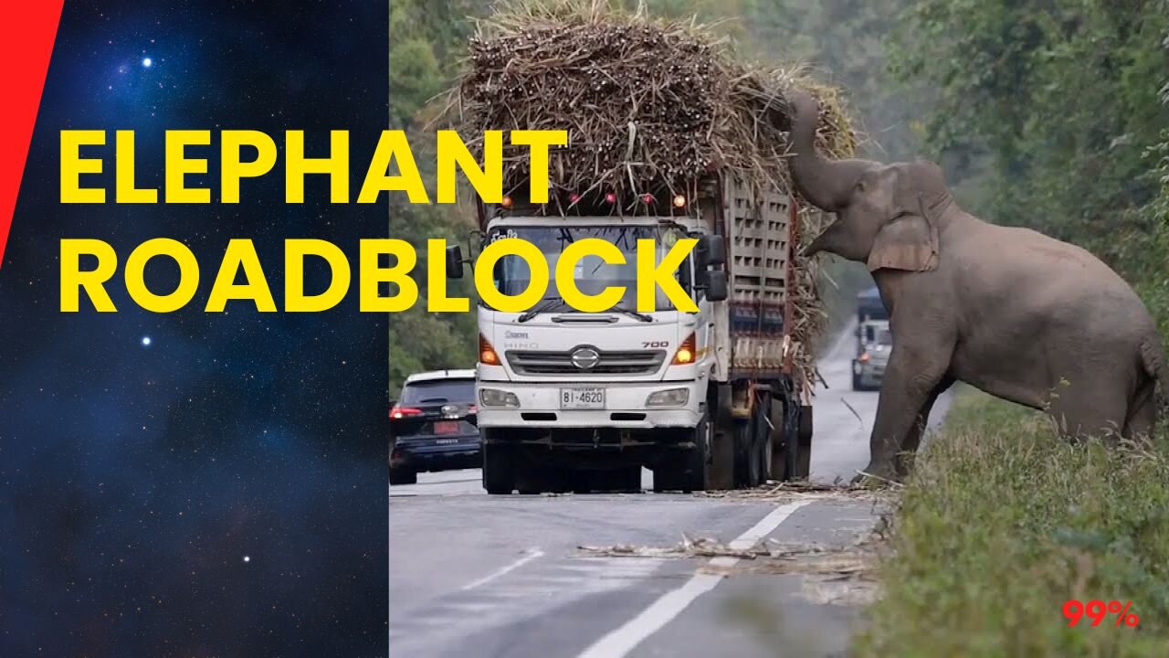 Elephant's Sugary Heist: Blocks Road for Snacks