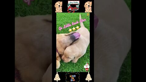 764_🎄🐶🎄[#Christmas #Special]#Top #Funny #Labrador #Retriever|#Labrador #Retriever|Passionate Animals
