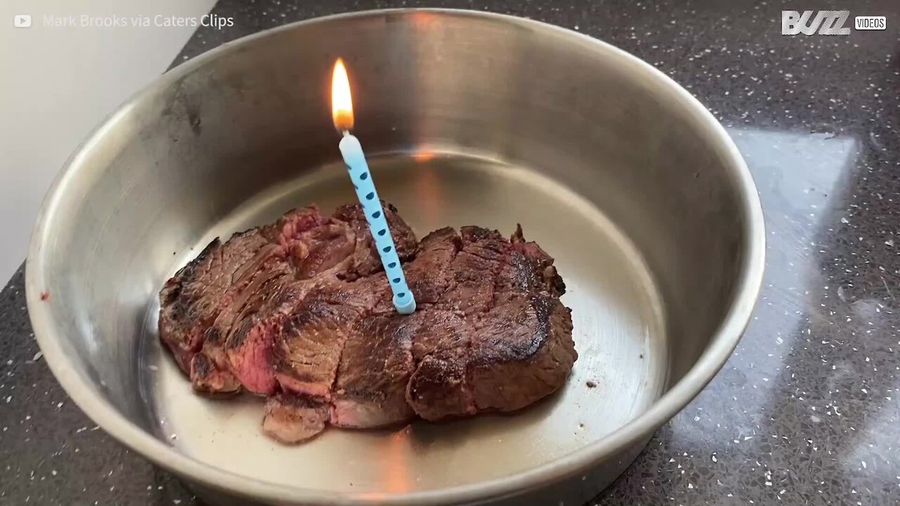 Ce chien reçoit le meilleur des gâteaux d'anniversaire