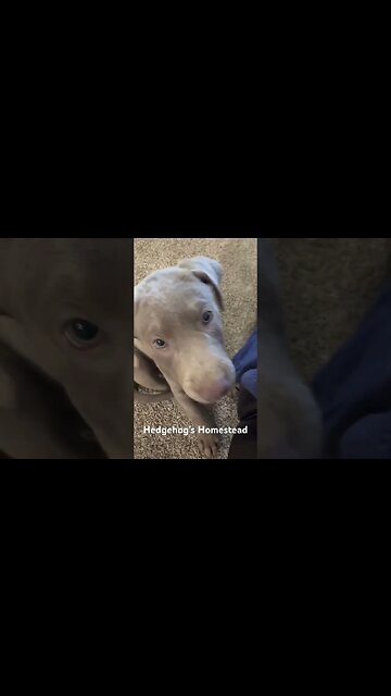 Our cute little silver lab