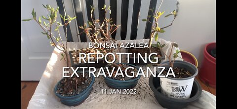 Azalea Repotting Extravaganza