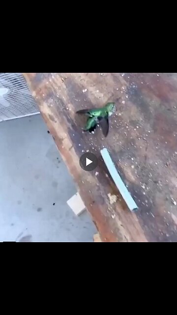 She saved an abandoned weak hummingbird...