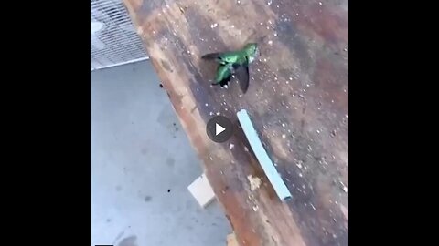 She saved an abandoned weak hummingbird...