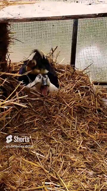 🐥 on Mama Duck's back #cute #duckling #ducks #babyduck #short #shorts #viral #wildlife
