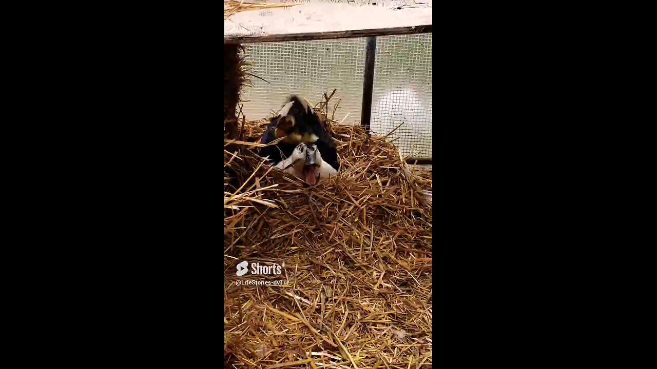 🐥 on Mama Duck's back #cute #duckling #ducks #babyduck #short #shorts #viral #wildlife