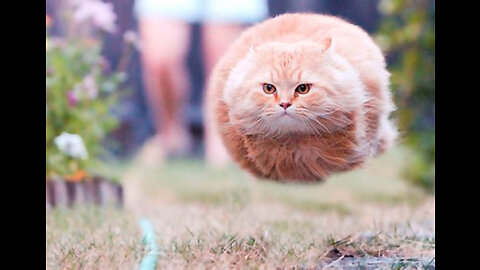 Aww So Cute Cats Best Funny Cat Videos