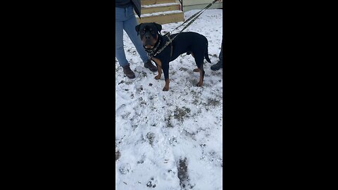 Theo-Doneyuno DUR KENNEL