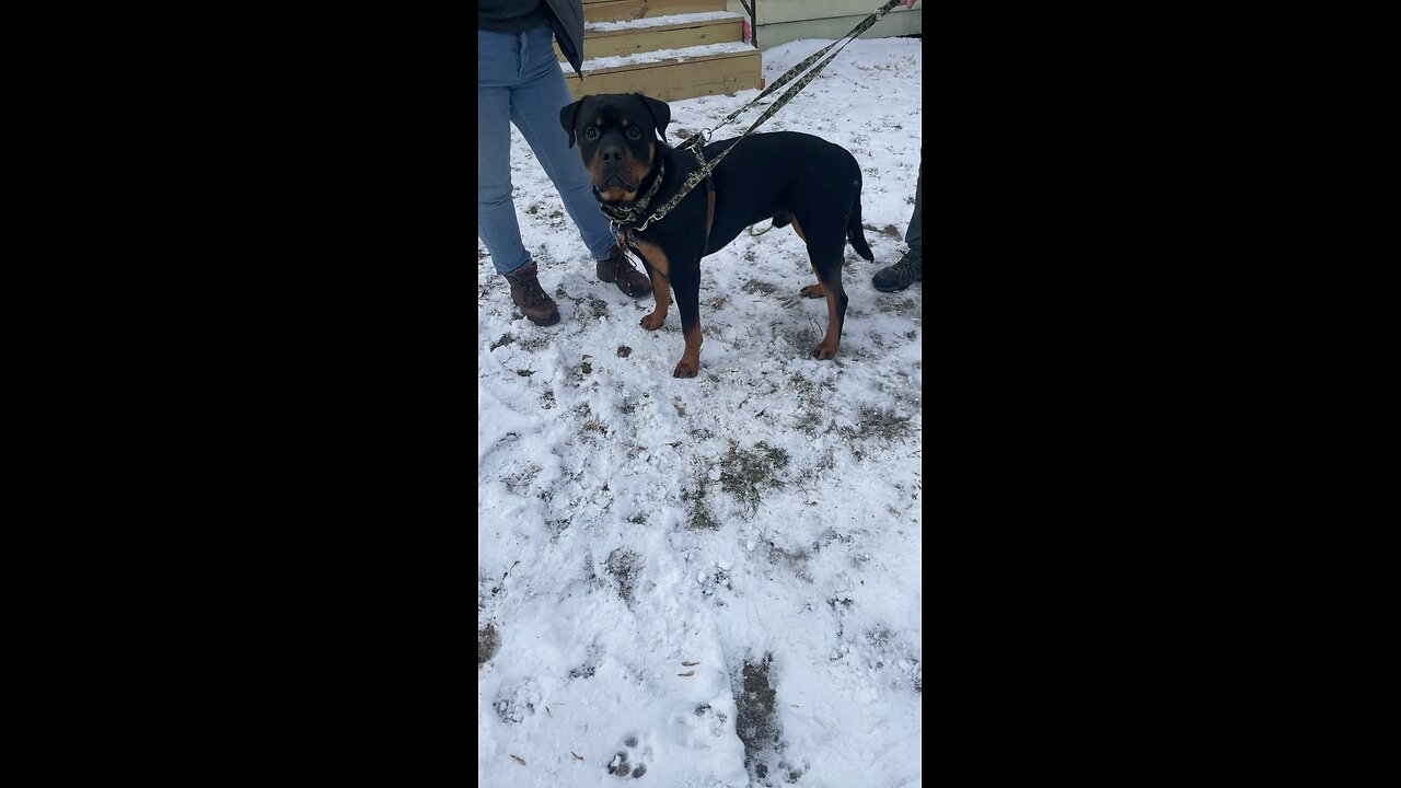 Theo-Doneyuno DUR KENNEL