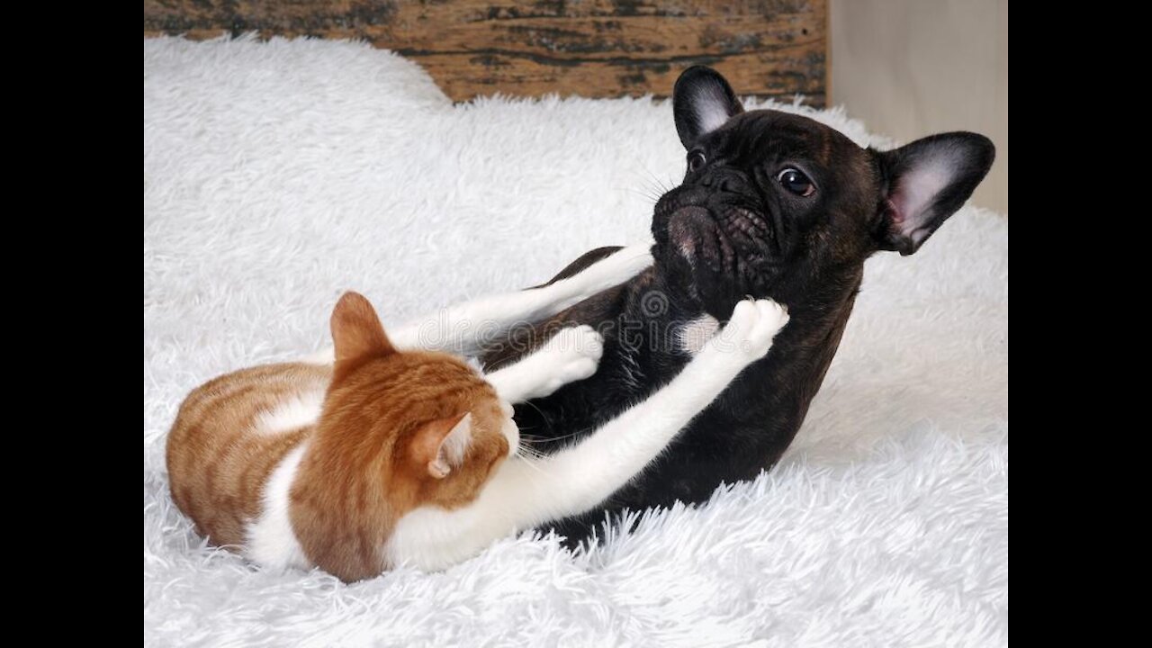 funny vedio dogs fighting with cats