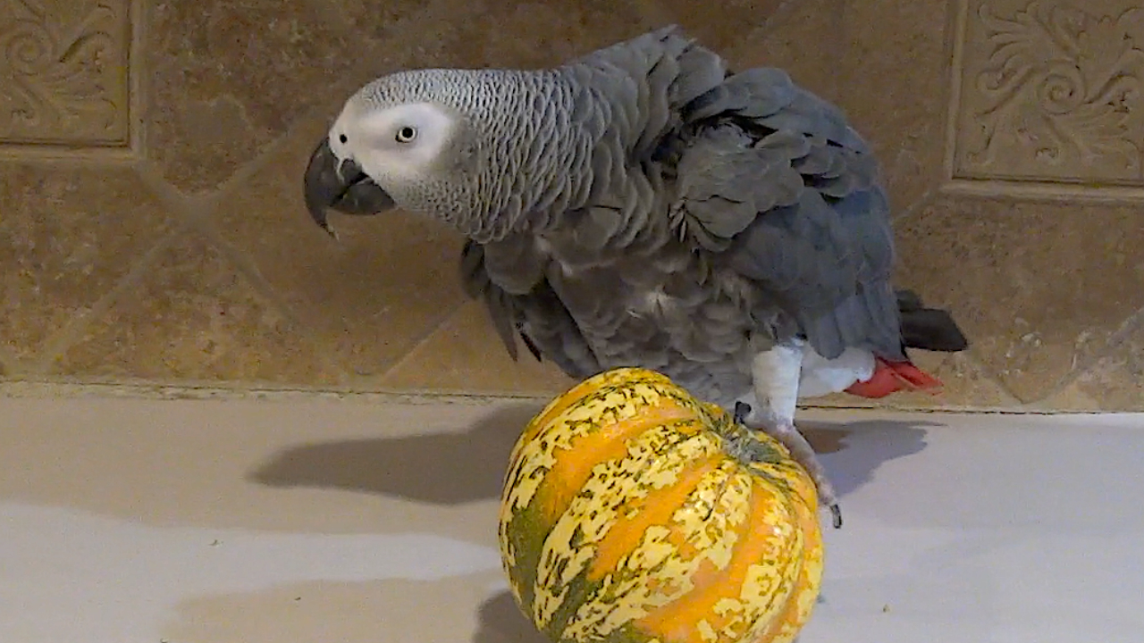 Struggling parrot nods "yes" to owner for his help