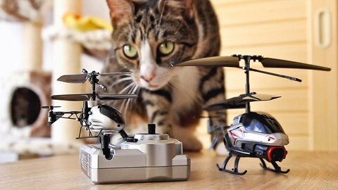 Cat playing with toy halicopter 😲