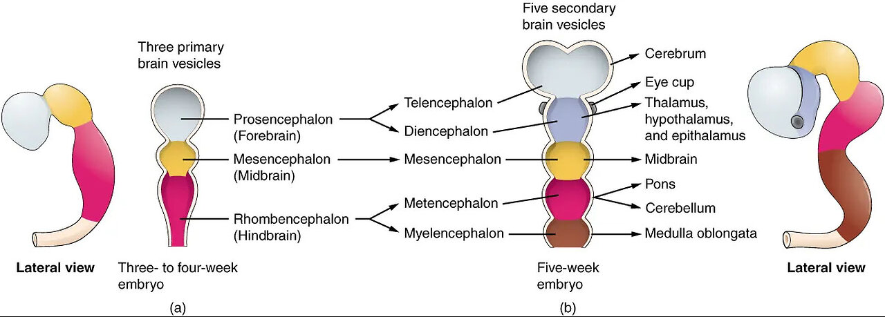 Fertilization - Embryonic Development - Fonovim Neurological Phonoaudiology