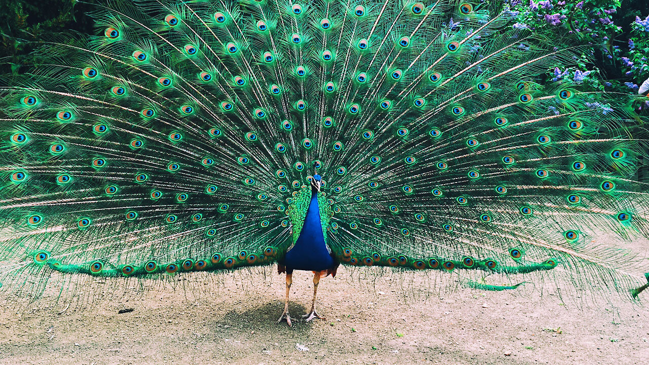 The Peacock Dance Very Beautifully