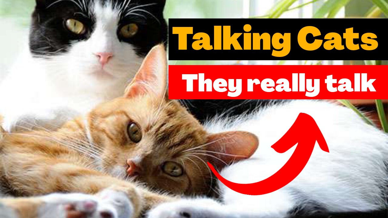 Talking Cats They really talk