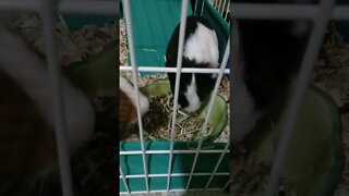 Guinea Pigs Having a Snack