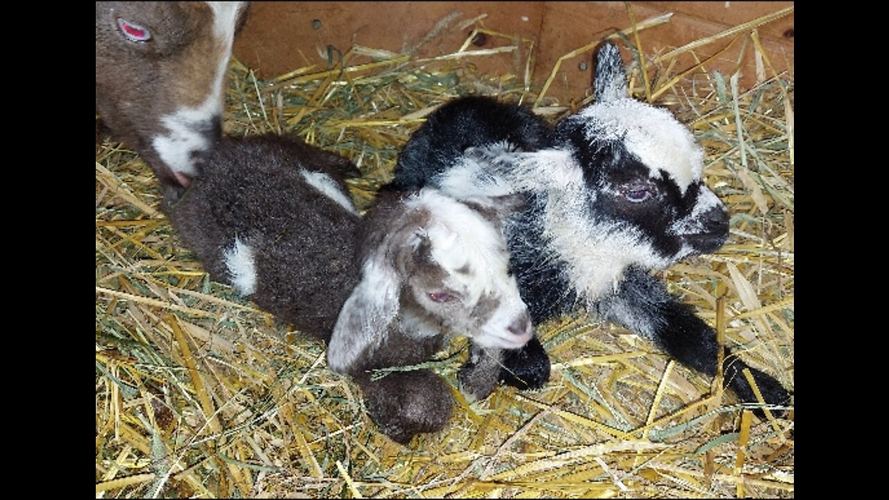 Goat in having problems giving birth