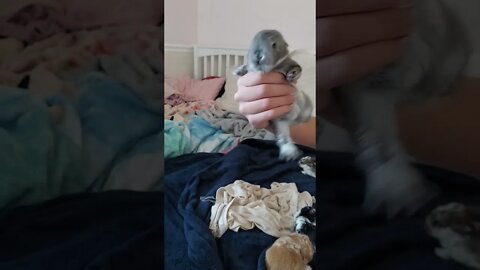 5 baby bunnies