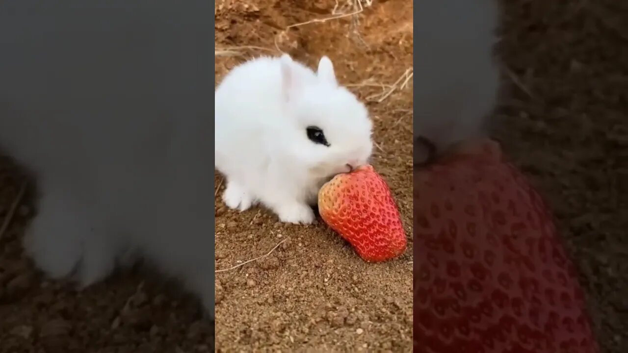 bunny eats strawberries