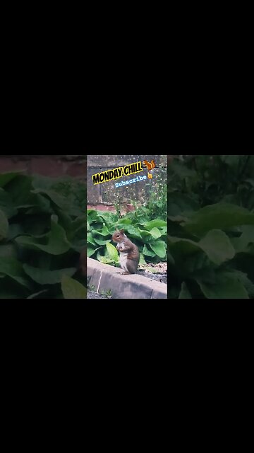 Monday Chill🐿 #monday #mondaymotivation #squirrel #squirrelvideo #naturelovers #wildlife #nature