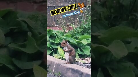 Monday Chill🐿 #monday #mondaymotivation #squirrel #squirrelvideo #naturelovers #wildlife #nature