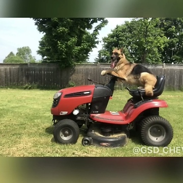 Super cool German Shepherd helps mow the lawn