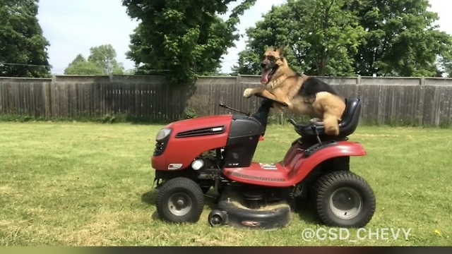 Super cool German Shepherd helps mow the lawn