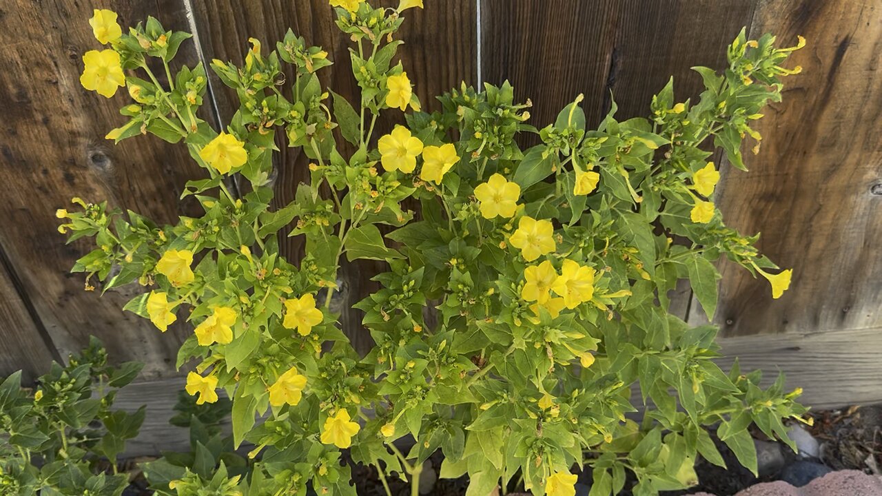 My Lovely Yellow Flowers