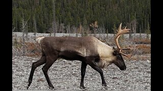 Female Caribou and young along the highway