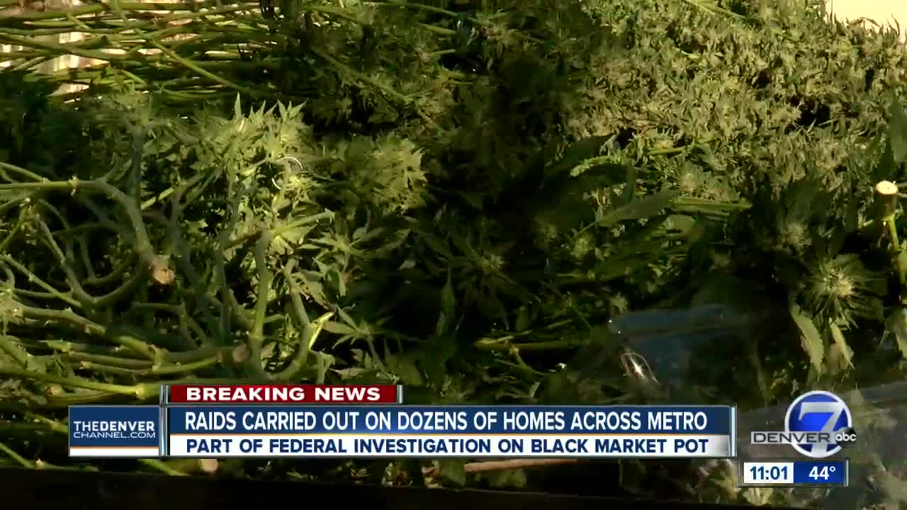 Police raid more suspected black market marijuana grows following investigations in Denver metro