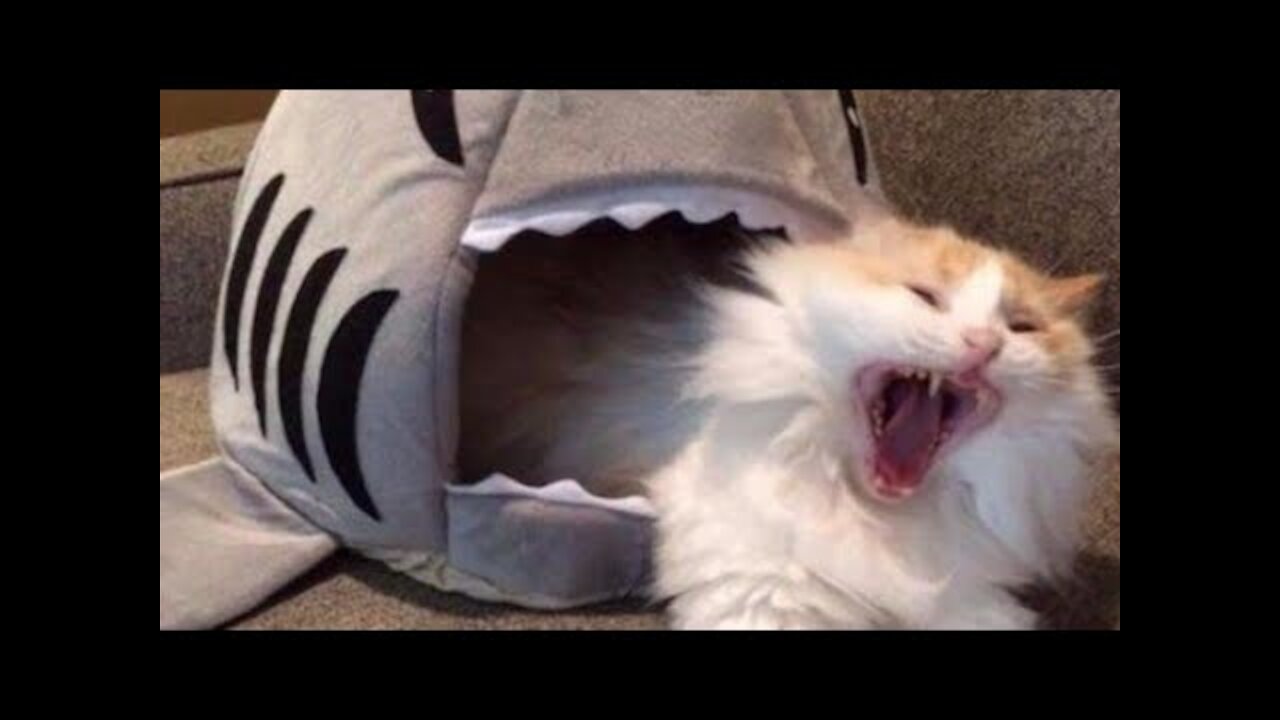 Funny videos Animals 2021