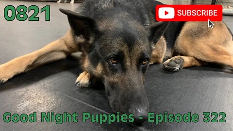 [0821] GOOD NIGHT PUPPIES - EPISODE 322 [#dogs #doggos #doggies #puppies #dogdaycare]