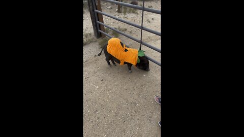 Happy Hogtober! From Emma Jean Fat Pants Rumble Pumpkin Butt