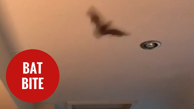 Girl needed emergency rabies injection after bit by a BAT
