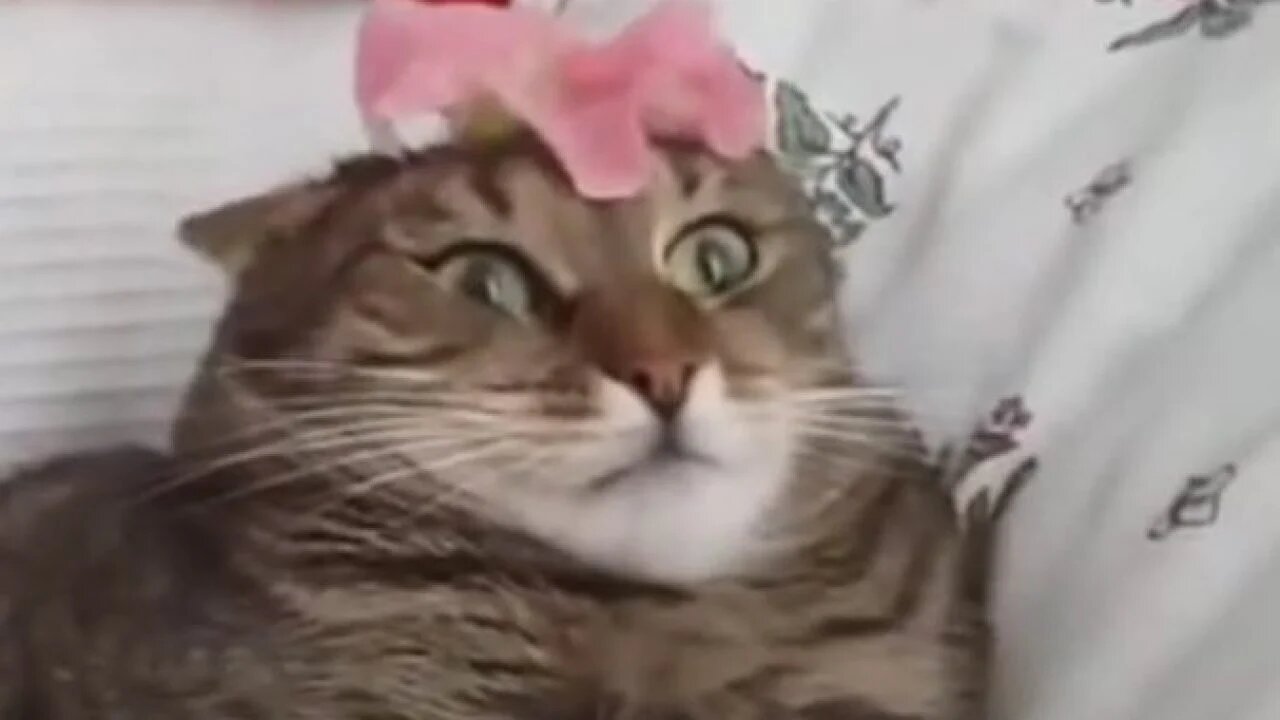 How To Instantly Deactivate A Cat