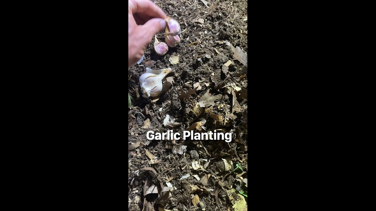 Planting Garlic