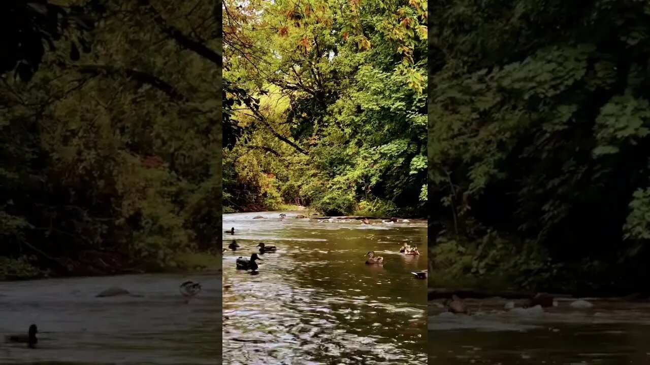 Oh, so fresh after the rain😘| Happy mallard ducks in Wilket Creek | Toronto, ON Canada