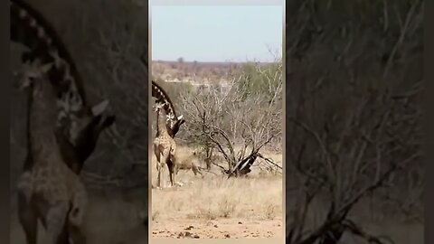 Hyenas tries to chasing injerd baby giraffe