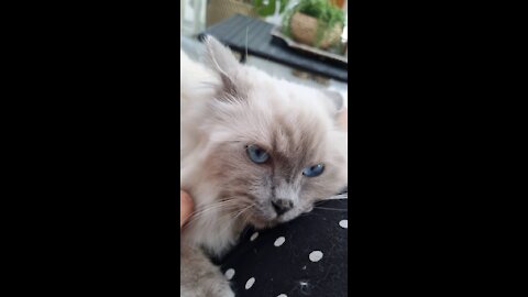 My kitty purring