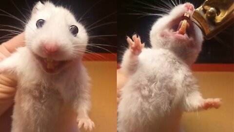 Trim the hamster's teeth
