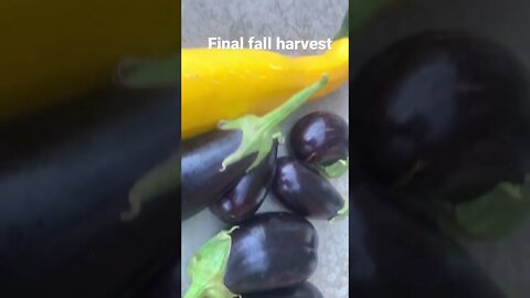An amazing year in our Murray, Utah garden. Our compost recipe made all the difference.