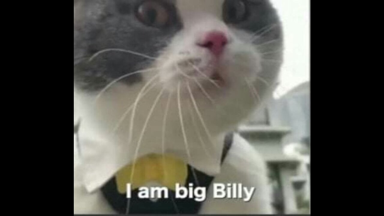 Marvelous Cats Here Talking More Than Hooman