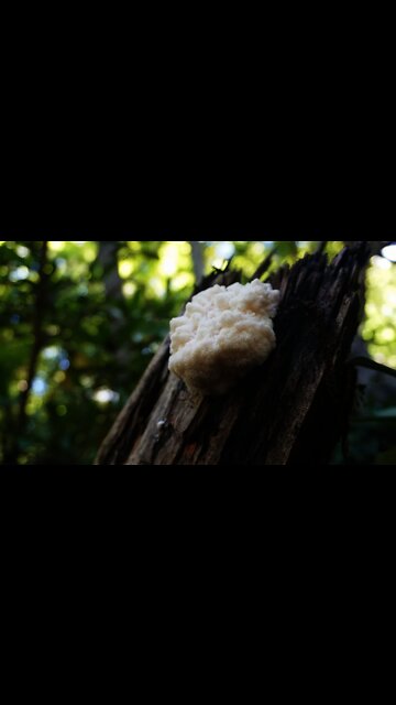 Lion's mane mushroom foraging. Mushroom identification and brain benefits. #shorts