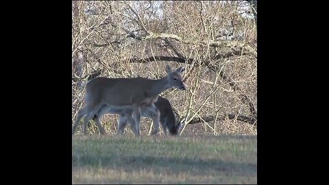 Deer in a Field