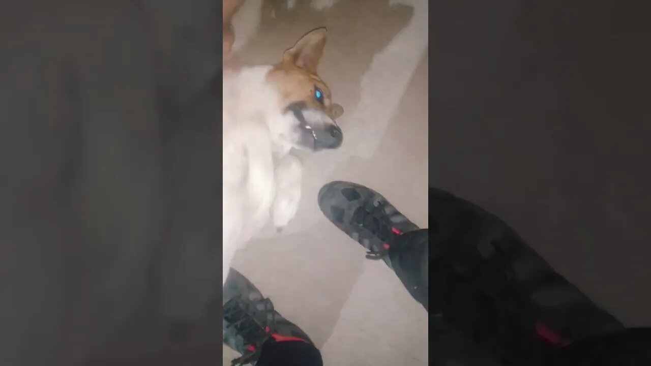 #dogs #dog #viral #fyp #shorts #short #reels #reel #funny #nature #funnymoments #funnydogs #puppy 16