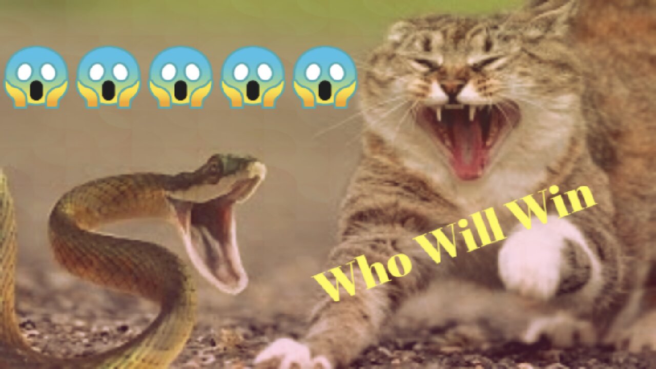 The fight cat and snake